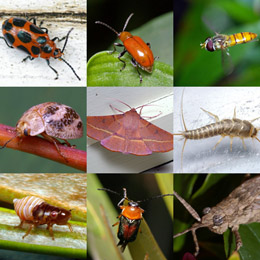 Beetles