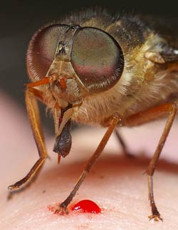 Horse Fly