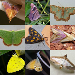 Moths and Butterflies