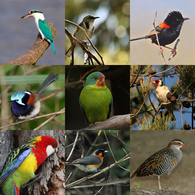 some of the new birds added to OzAnimals.com