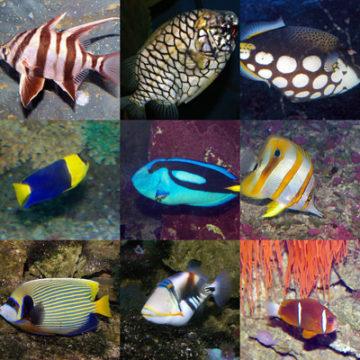 some of the fish on OzAnimals.com
