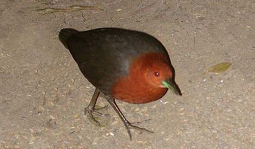 http://www.ozanimals.com/image/albums/australia/Bird/Red-necked_Crake_1.jpg