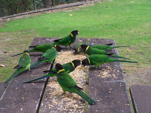 Twenty-eight Parrot | Barnardius zonarius semitorquatus photo