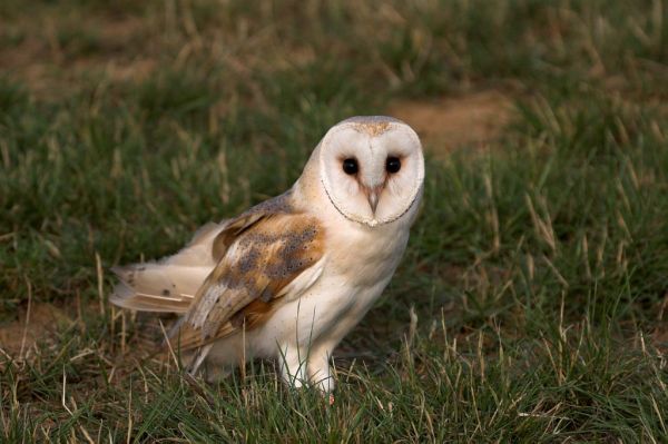 Barn Owl | Tyto alba photo