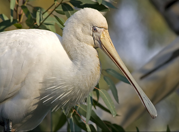 Yellow-billed Spoonbill | Platalea flavipes photo