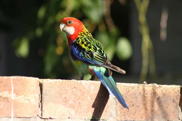 Eastern Rosella | Platycercus eximius photo