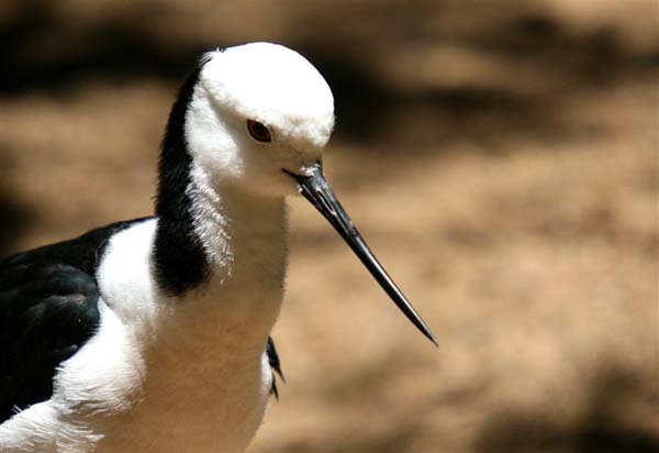 Banded Stilt | Himantopus leucocephalus photo