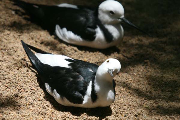 Banded Stilt | Himantopus leucocephalus photo