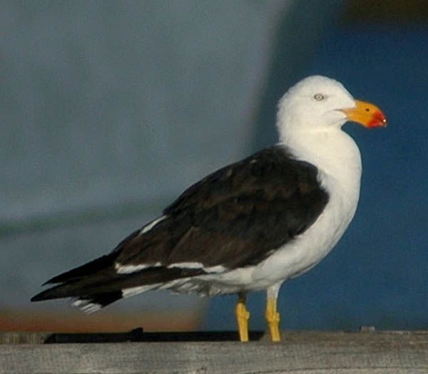 Pacific Gull | Larus pacificus photo