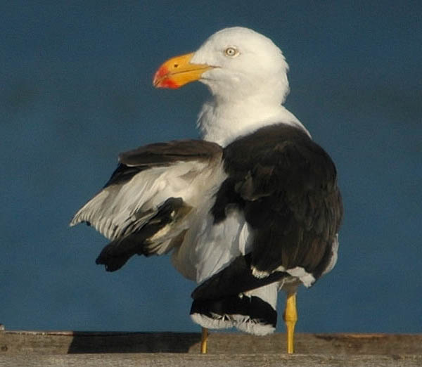 Pacific Gull | Larus pacificus photo