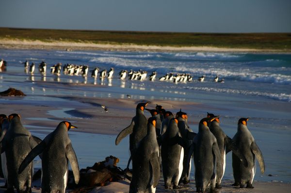 King Penguin | Aptenodytes patagonicus photo