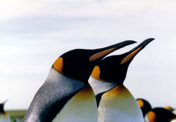 King Penguin | Aptenodytes patagonicus photo