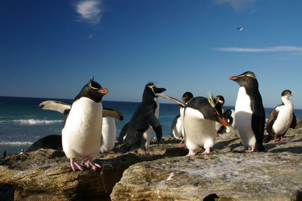 Rockhopper Penguin | Eudyptes chrysocome photo