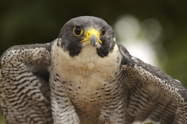 Pictures Of Peregrine Falcon - Free Peregrine Falcon pictures 