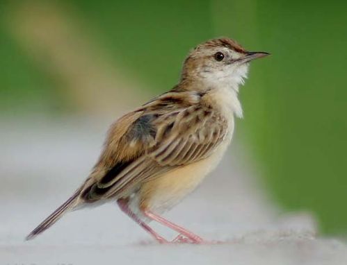 Zitting-Cisticola-Breeding-1.jpg