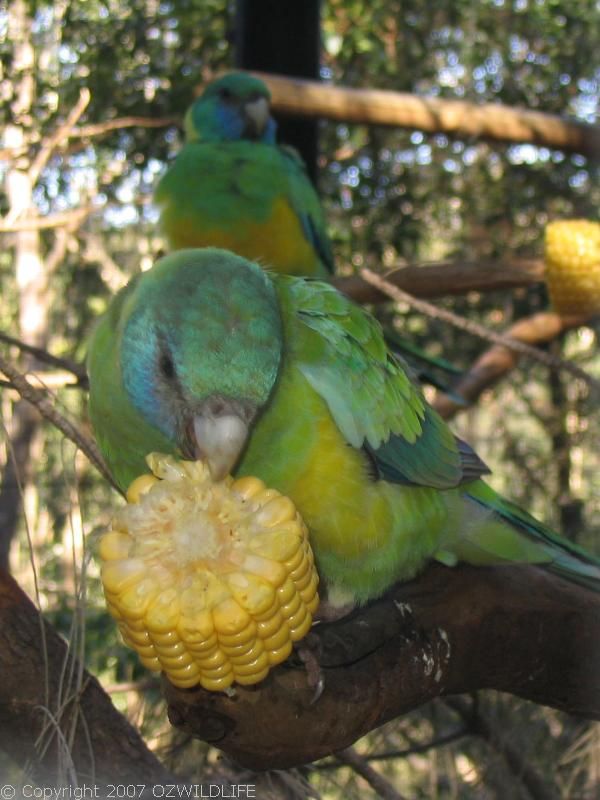Mallee Ringneck | Barnardius zonarius bernardi photo