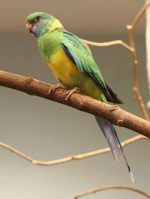 Cloncurry Parrot | Barnardius zonarius macgillivrayi photo
