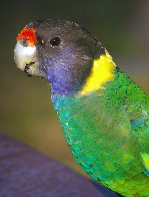 Twenty-eight Parrot | Barnardius zonarius semitorquatus photo