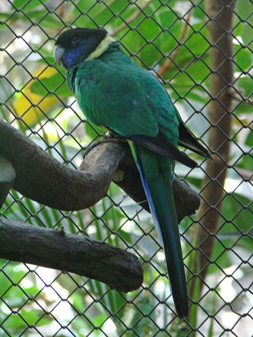 Port Lincoln Parrot | Barnardius zonarius zonarius photo