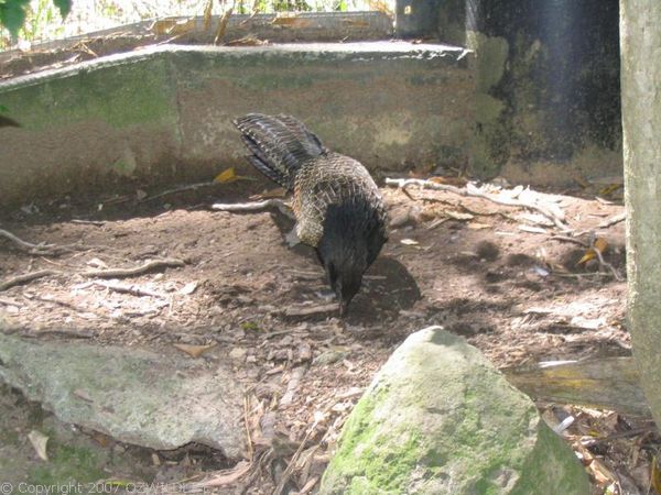 Pheasant Coucal | Centropus phasianinus photo