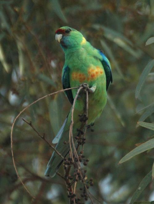 Mallee Ringneck | Barnardius zonarius bernardi photo