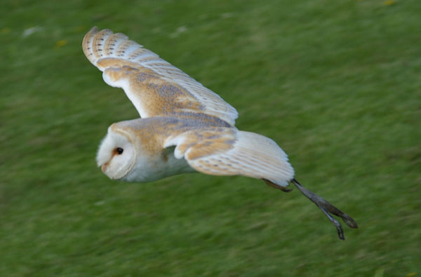 Barn Owl | Tyto alba photo
