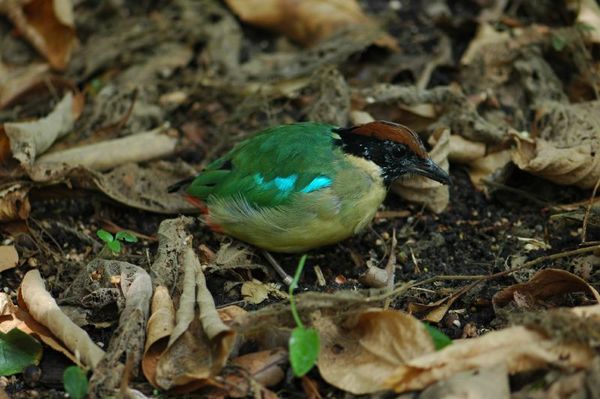 Noisy Pitta | Pitta versicolor photo