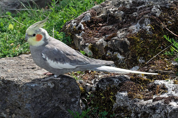 Cockatiel | Nymphicus hollandicus photo