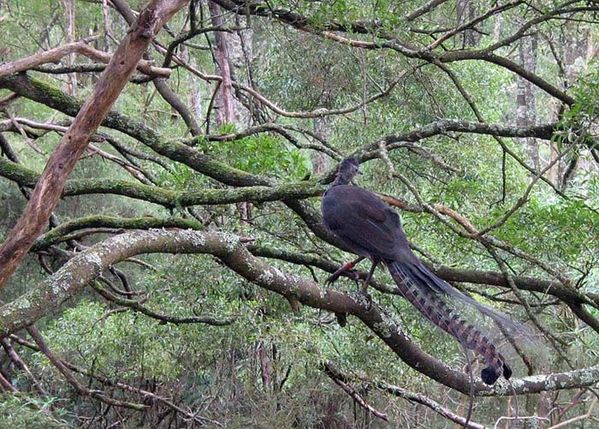 Superb Lyrebird | Menura novaehollandiae photo