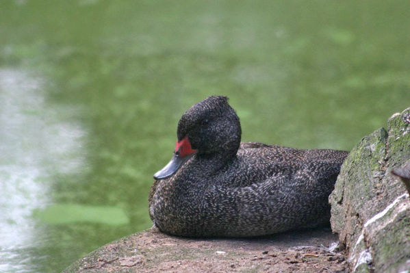 Freckled Duck | Stictonetta naevosa photo