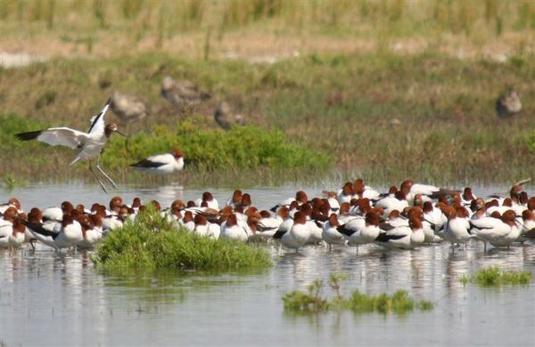 Red-necked Avocet | Recurvirostra novaehollandiae photo
