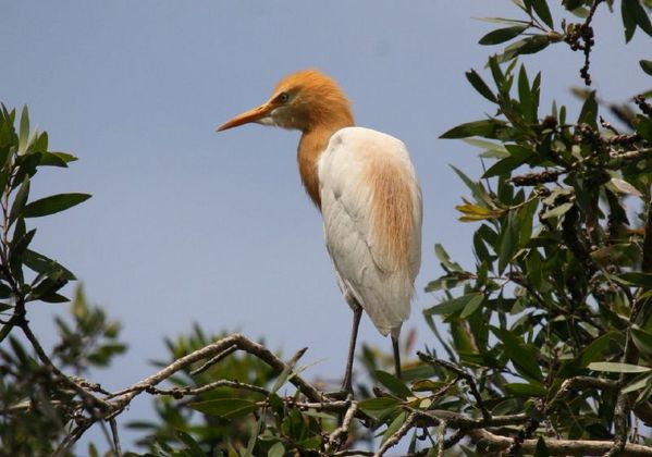 Cattle Egret | Ardea ibis photo