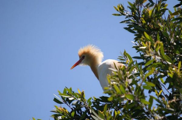 Cattle Egret | Ardea ibis photo