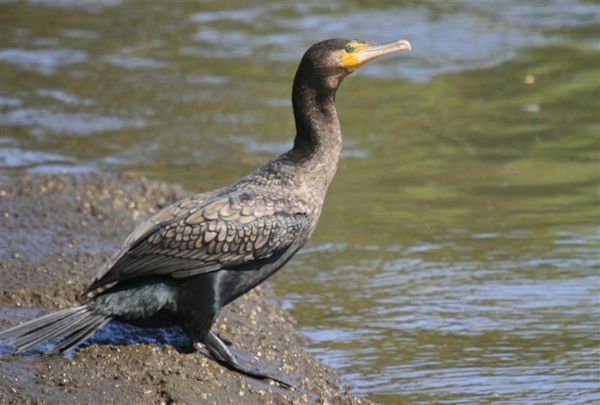 Great Cormorant | Phalacrocorax carbo photo