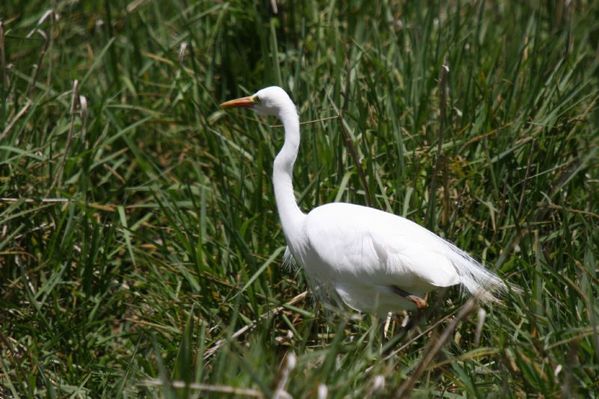 Intermediate Egret | Egretta intermedia photo