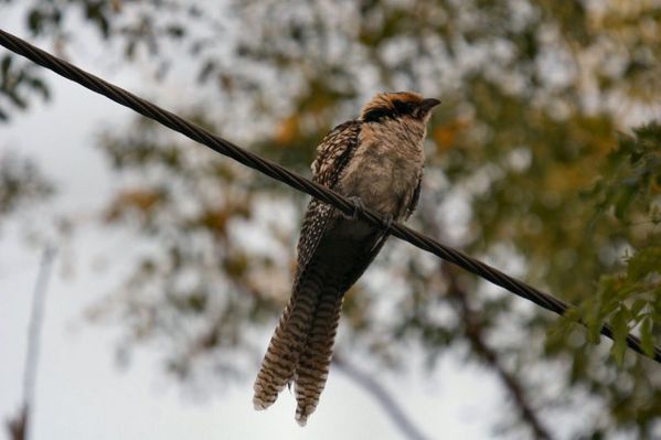 Koel | Eudynamys scolopacea photo