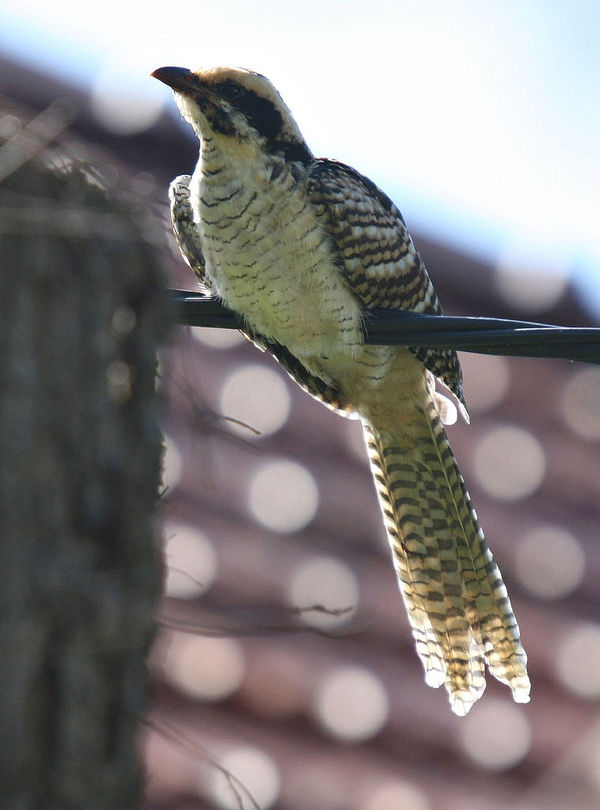 Koel | Eudynamys scolopacea photo
