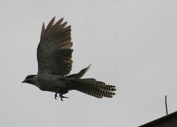 Koel | Eudynamys scolopacea photo