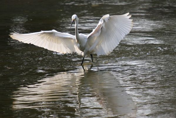 Little Egret | Egretta garzetta photo