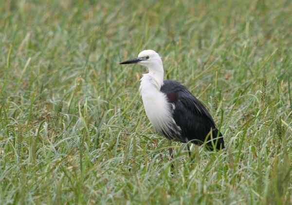 Pacific Heron | Ardea pacifica photo