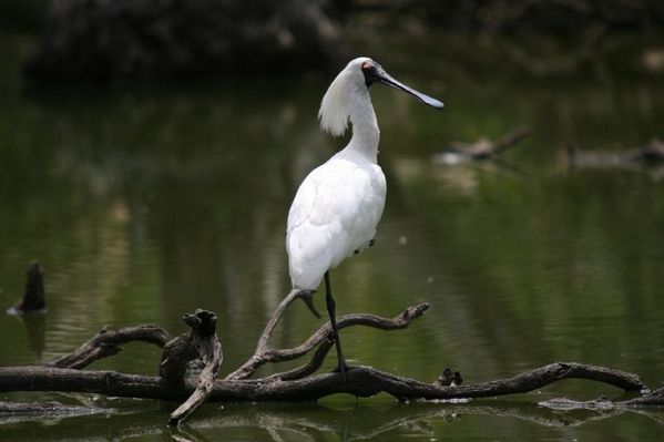 Royal Spoonbill | Platalea regia photo