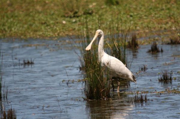 Yellow-billed Spoonbill | Platalea flavipes photo