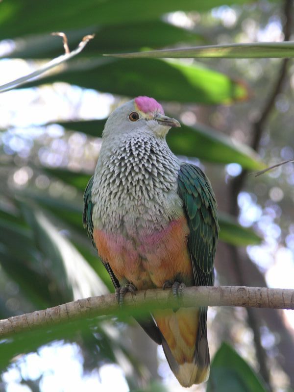 Rose-crowned Pigeon | Ptilinopus regina photo