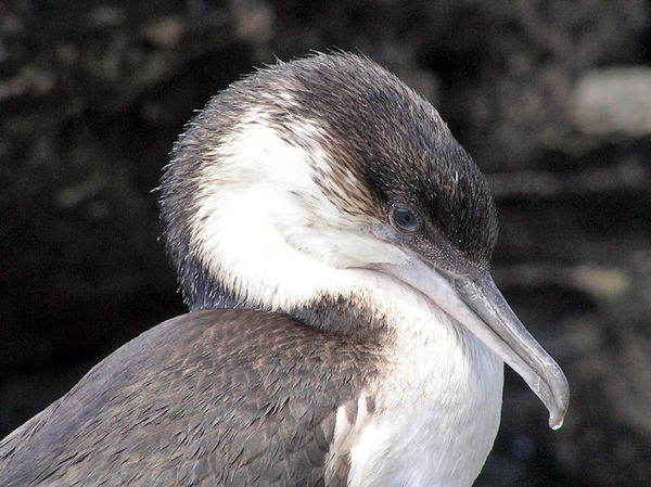 Black-faced Cormorant | Phalacrocorax fuscescens photo