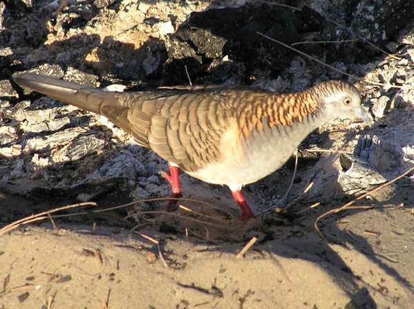Bar-shouldered Dove | Geopelia humeralis photo