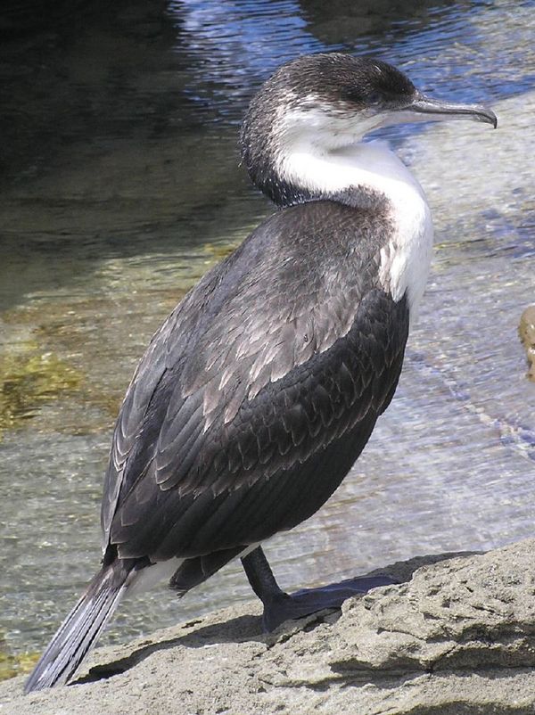 Black-faced Cormorant | Phalacrocorax fuscescens photo
