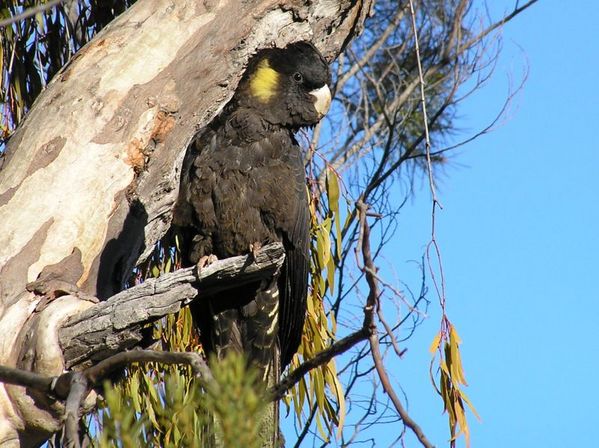 Yellow-tailed Black Cockatoo | Calyptorhynchus funereus photo