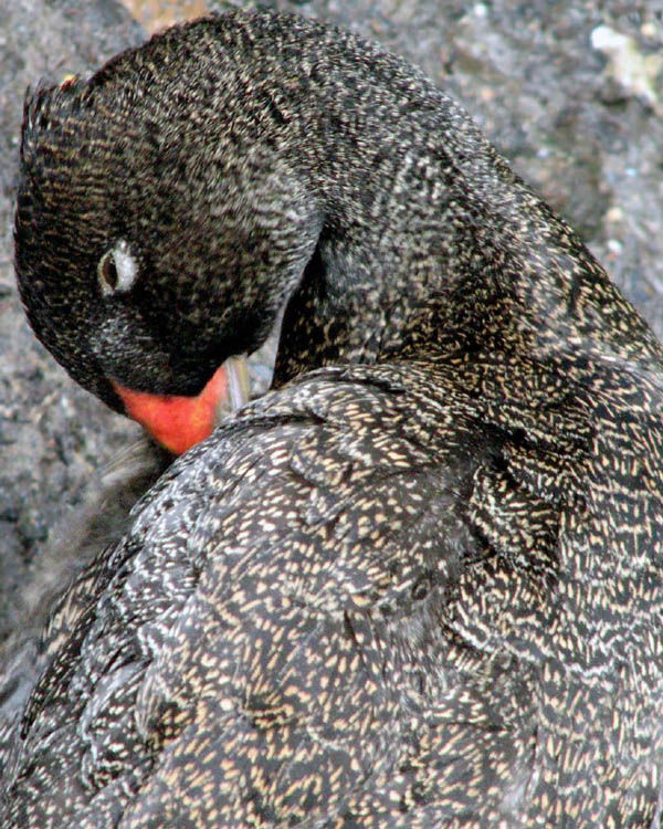 Freckled Duck | Stictonetta naevosa photo