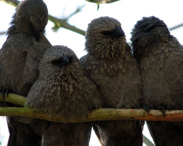 Apostlebird | Struthidea cinerea photo