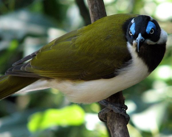 Blue-faced Honeyeater | Entomyzon cyanotis photo